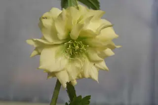 Helleborus x 'Geel Driedubbel'