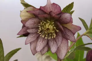 Helleborus x 'Picotee Driedubbel'