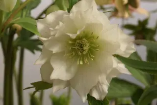 Helleborus x 'Wit Driedubbel'