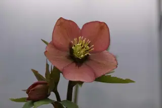 Helleborus x 'Abrikoos Gespikkeld'