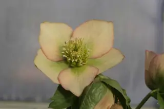 Helleborus x 'Abrikoos'