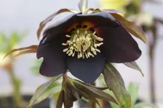 Helleborus x 'Leiblauw'