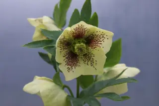 Helleborus x 'Lichtgeel Gespikkeld'