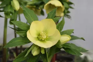 Helleborus x 'Lichtgeel'