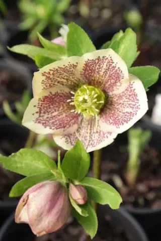 Helleborus x 'Geel Gespikkeld'