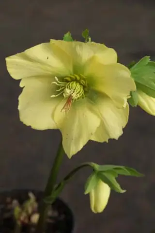 Helleborus x 'Geel'