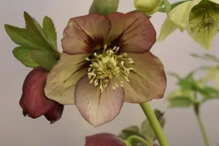 Helleborus x 'Picotee Abrikoos'