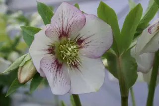 Helleborus x 'Picotee Licht'
