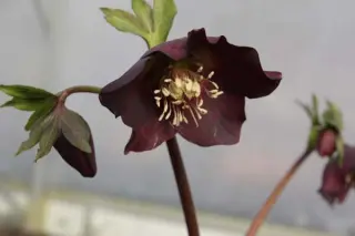 Helleborus x 'Purperzwart''
