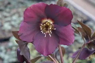Helleborus x 'Rood Grootbloemig'