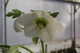Helleborus x 'Wit Donkere Nect.'