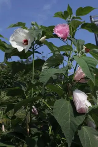 Hibiscus laevis (syn. militaris)