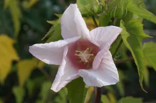 Hibiscus laevis (syn. militaris)
