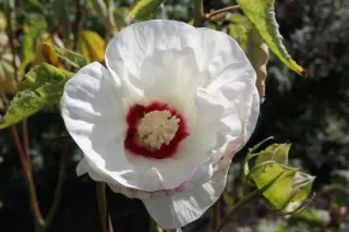 Hibiscus 'Old Yella'