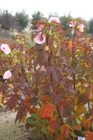 Hibiscus 'Summer Storm'