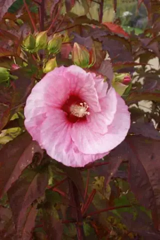 Hibiscus 'Summer Storm'