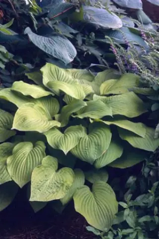 Hosta 'August Moon'