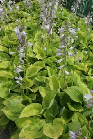 Hosta 'August Moon'