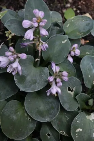 Hosta 'Blue Mouse Ears'