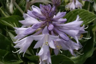 Hosta 'Clifford's Stingray'