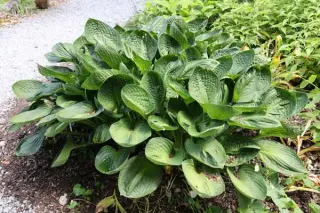 Hosta 'Cup Of Grace'