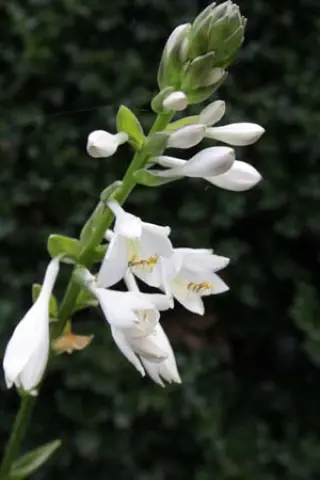 Hosta 'Cup Of Grace'