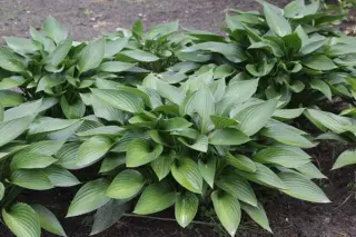 Hosta 'Devon Green'