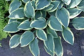 Hosta 'Dress Blues'