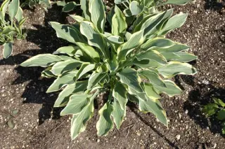 Hosta 'Dress Blues'