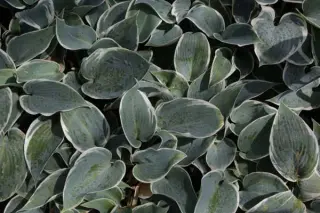 Hosta 'El Niño'
