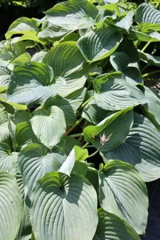 Hosta 'Empress Wu'