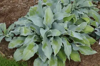 Hosta 'Flemish Sky'