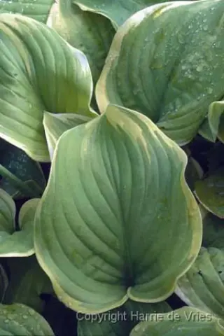 Hosta 'Fragrant Bouquet'