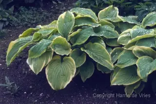 Hosta 'Fragrant Bouquet'