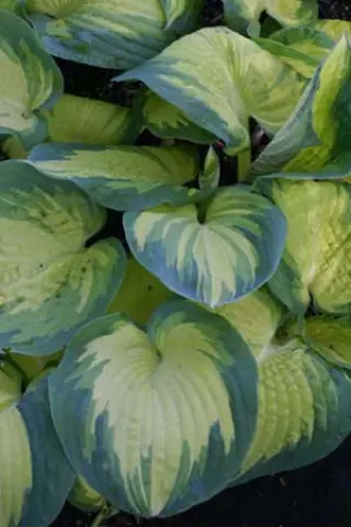 Hosta 'Great Expectations'