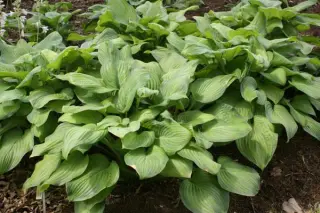 Hosta 'Guacamole'