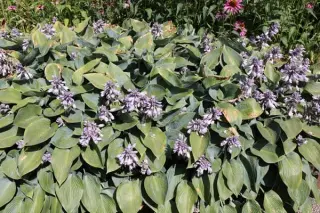 Hosta 'Halcyon'