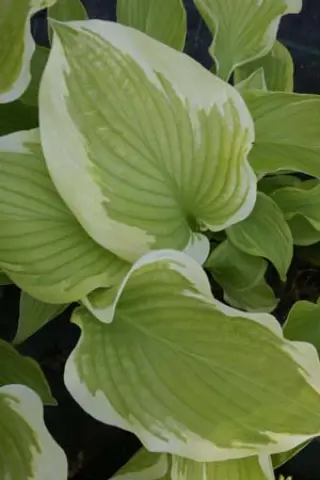 Hosta 'Lakeside April Snow'