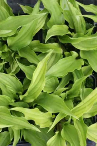 Hosta 'Little Red Rooster'