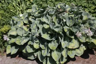 Hosta 'Love Pat'