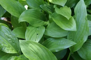 Hosta 'Maraschino Cherry'