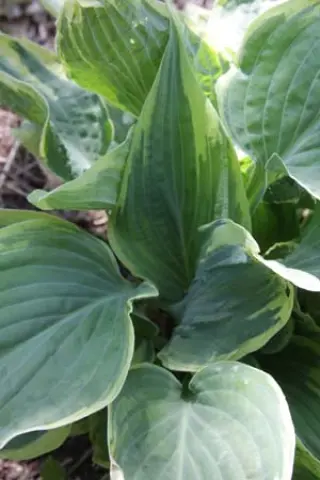 Hosta 'Poker'