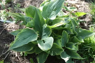 Hosta 'Poker'