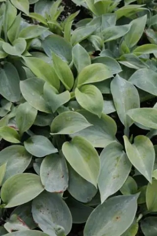 Hosta 'Prairie Sky'