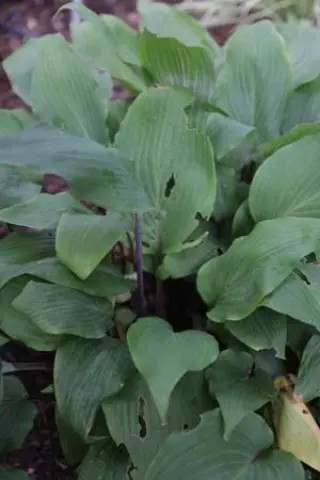 Hosta 'Red October'