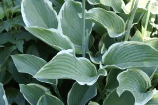 Hosta 'Regal Splendour'