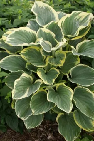 Hosta 'Sagae'