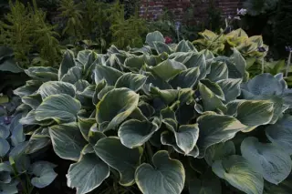 Hosta 'Sagae'