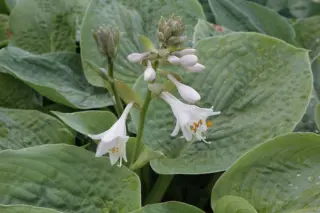 Hosta sieboldiana 'Elegans'