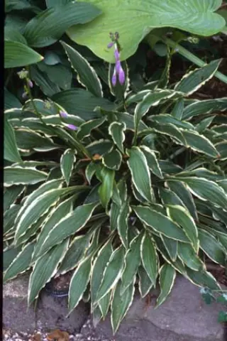 Hosta 'Stiletto'